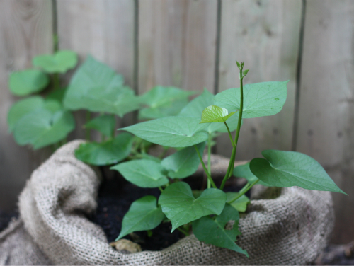 Nutritious Roots the Journey of a Sweet Potato Slip  Napa Master Gardener  Column  ANR Blogs